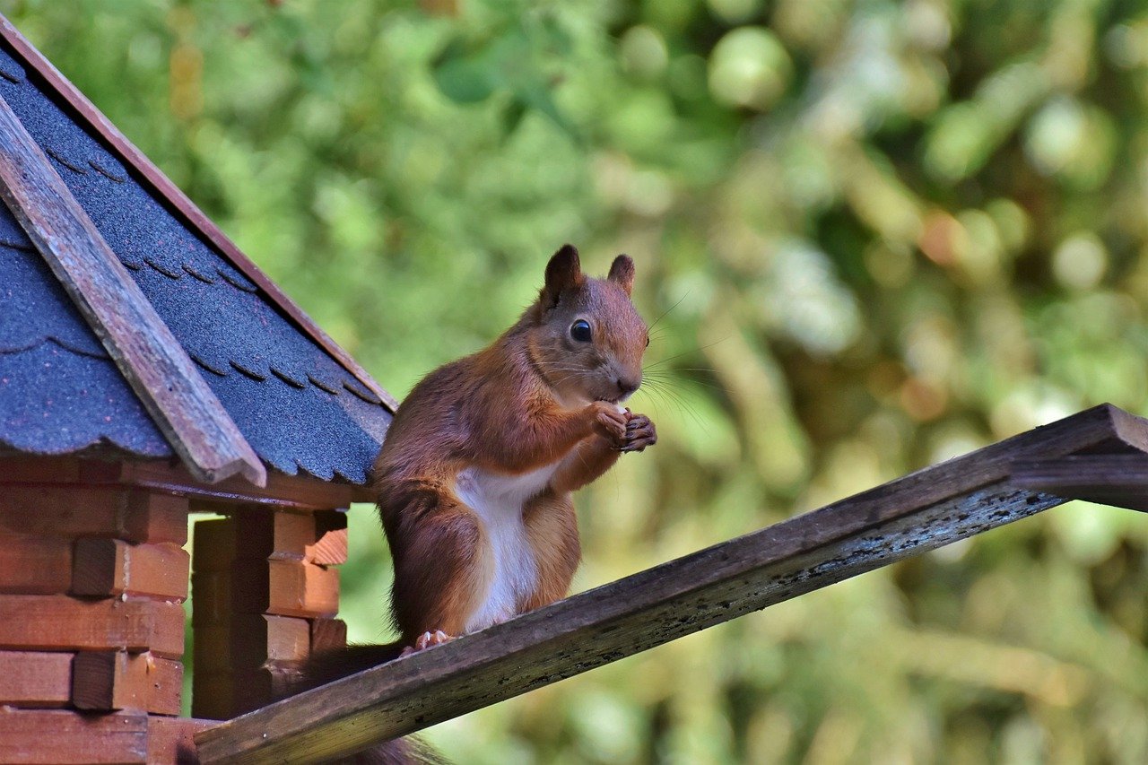 squirrel, rodent, mammal